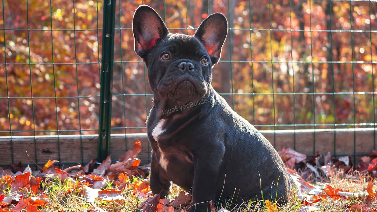 5 Reasons You Should Choose a French Bulldog