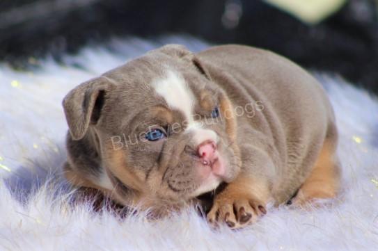 Are English bulldogs good family pets