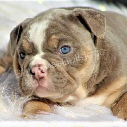 Chocolate merle english bulldog for outlet sale