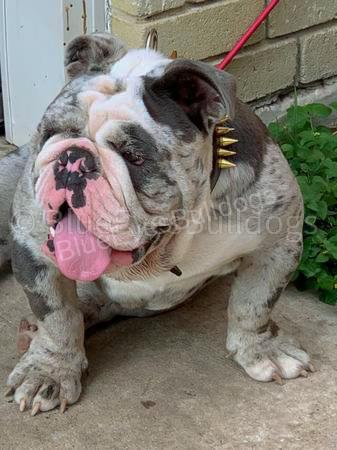 Exotic English Bulldog Stud | #1 Rated Stud Service