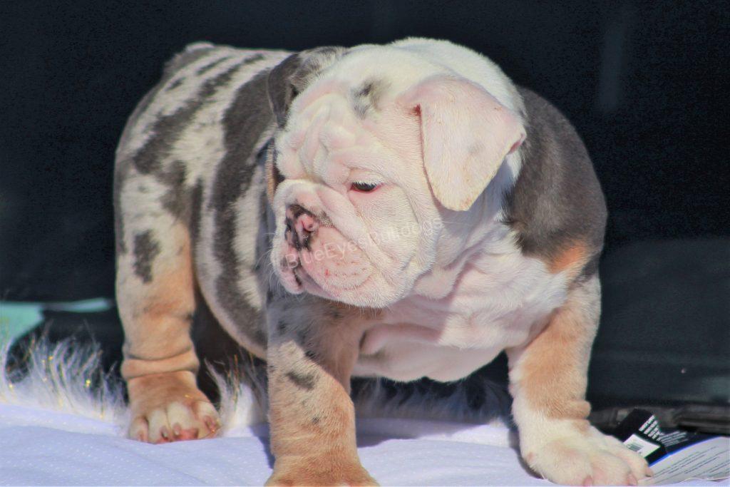 Blue and tan Merle English Bulldog for sale