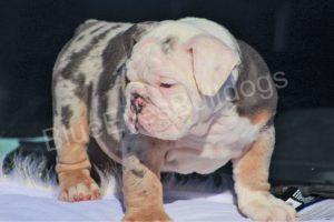 Blue and tan Merle English Bulldog for sale