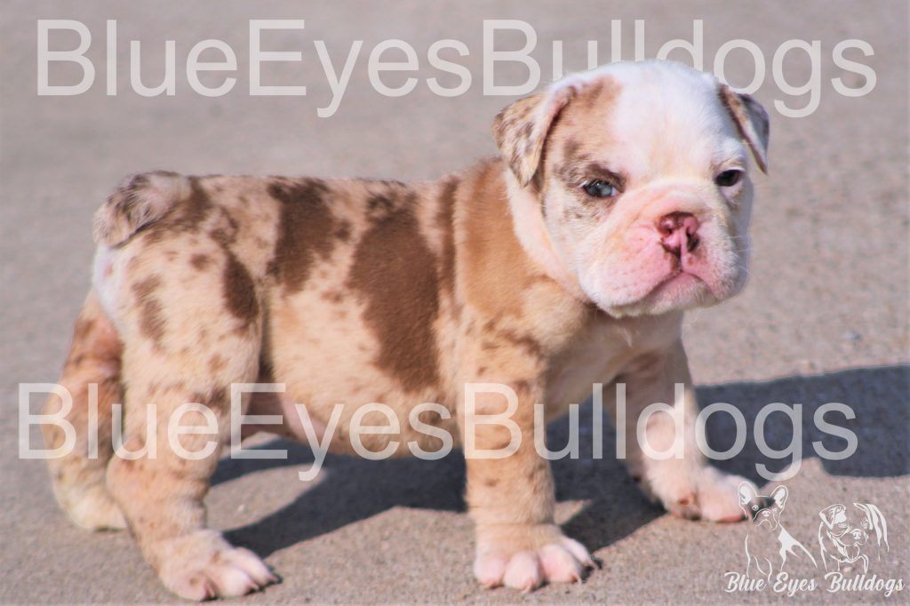 Top 3 English Bulldog Colors