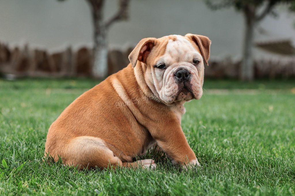 Do English Bulldogs Shed? 5 Tips To Stop Bulldog Shedding