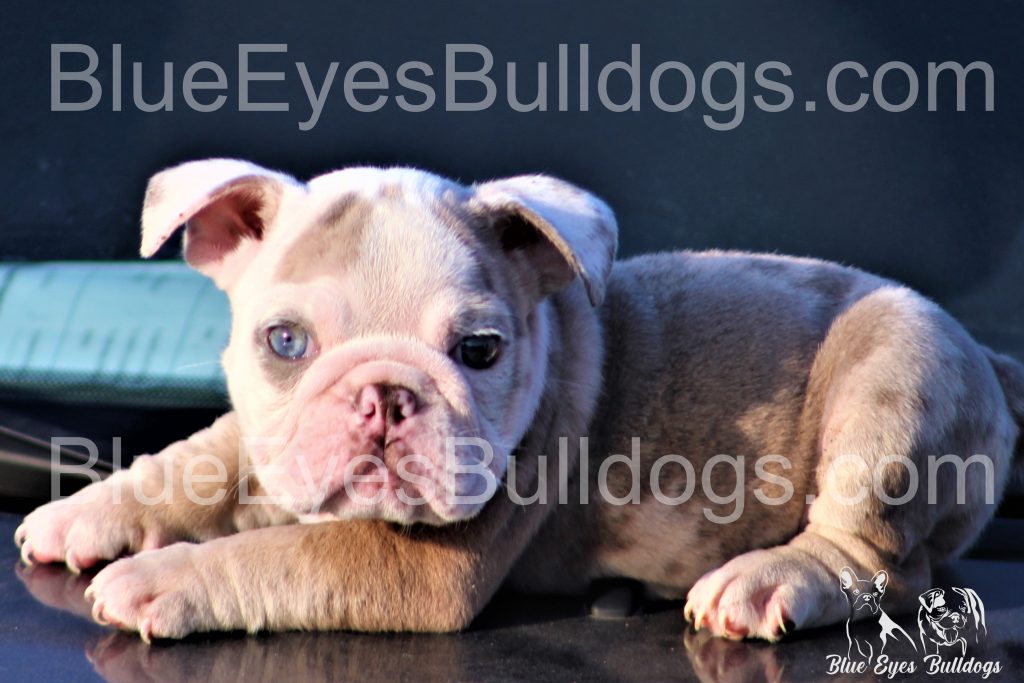 AKC English Bulldog with blue eyes