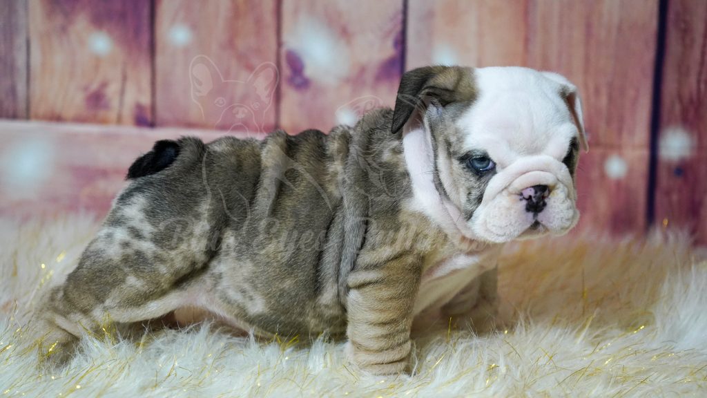 How to train your English bulldog to sit