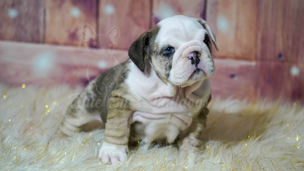 AKC English Bulldog