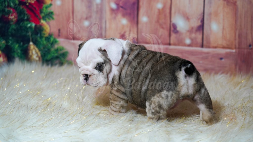 Bulldog puppy with registration papers