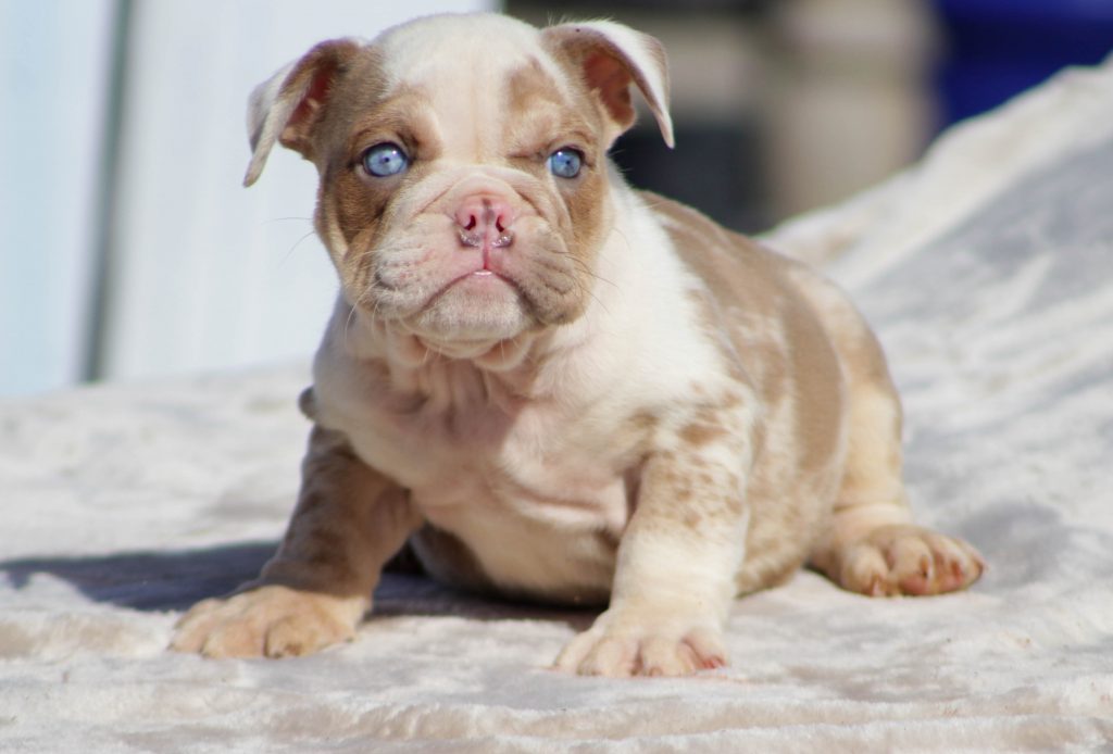 Female Merle English Bulldog puppy for sale