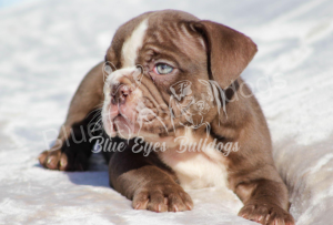 English bulldogs for sale