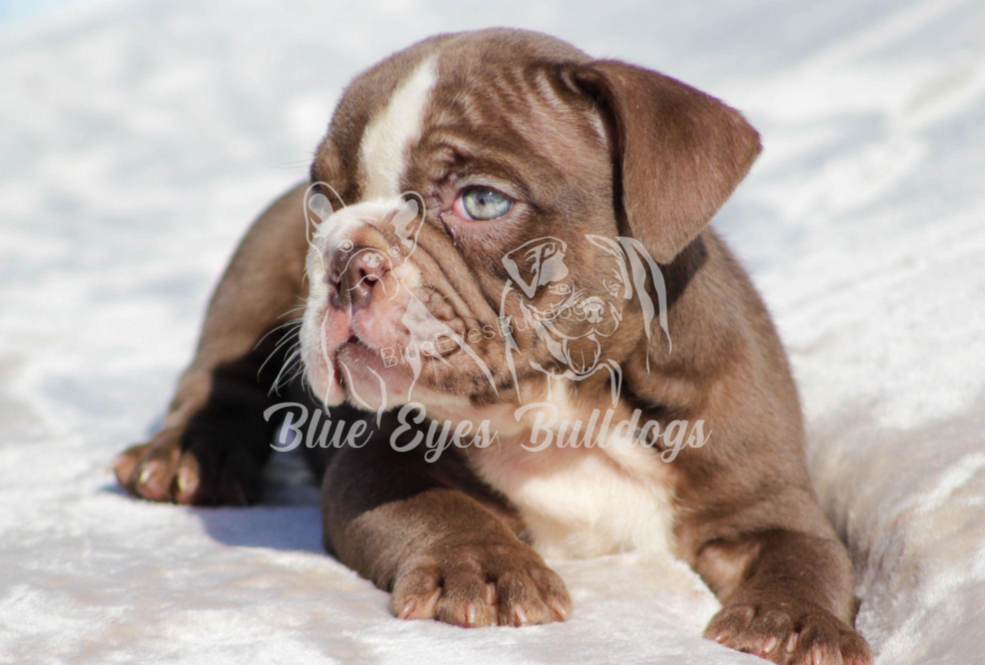 English bulldogs for sale