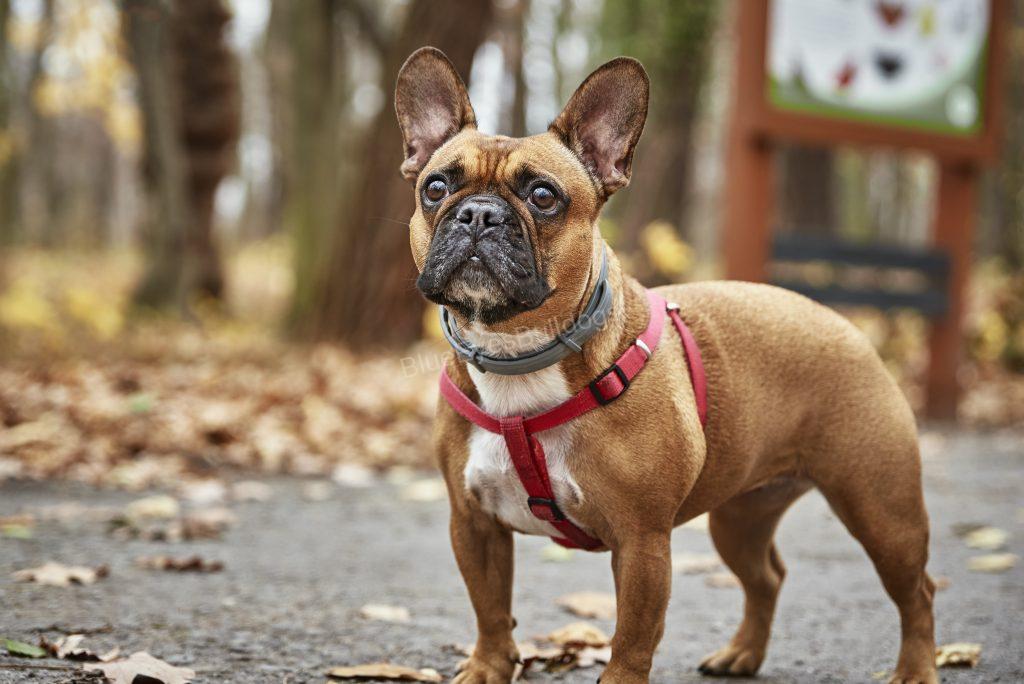 Do French bulldogs have tails? Things you need to know!