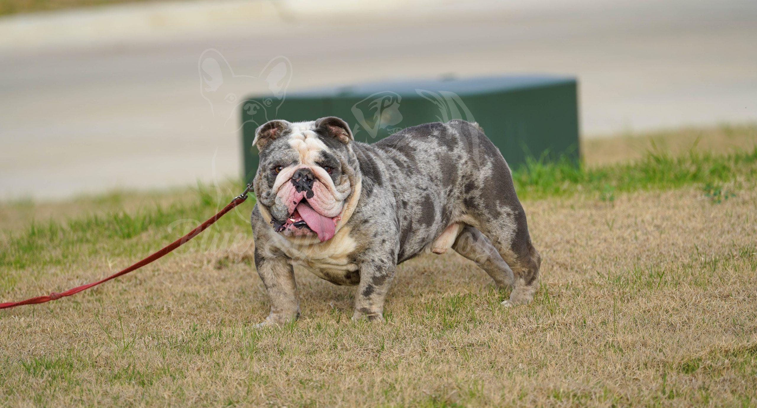 Merle English bulldog stud in texas