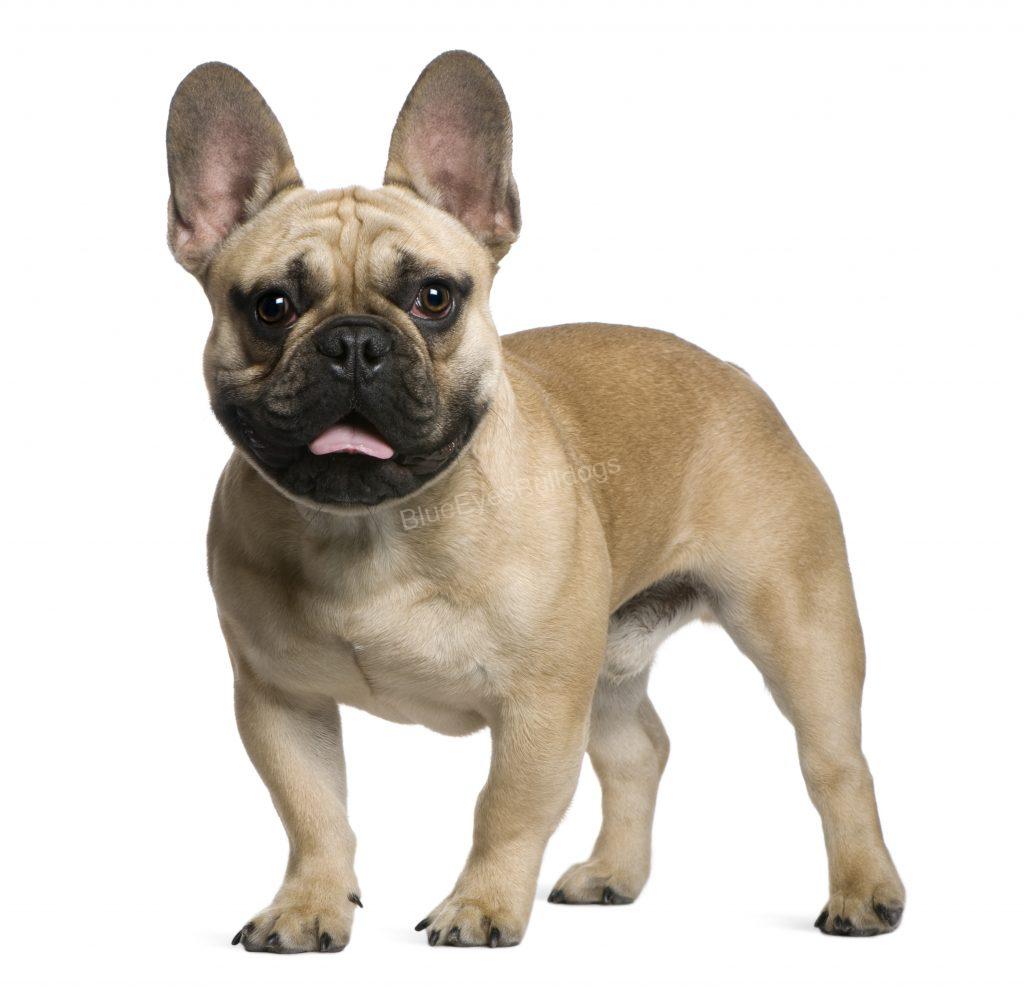 french bulldog or english bulldog