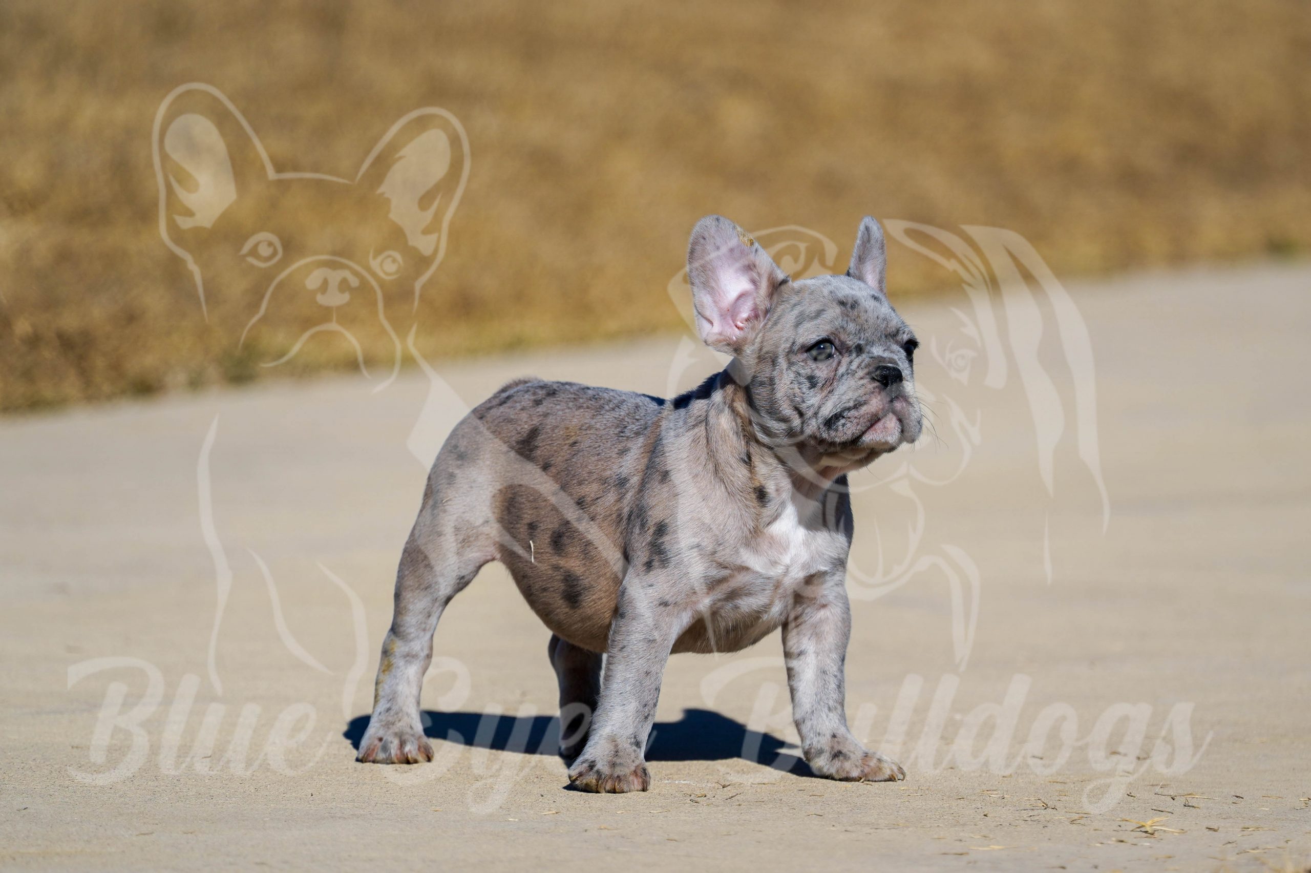 Merle French Bulldog for sale