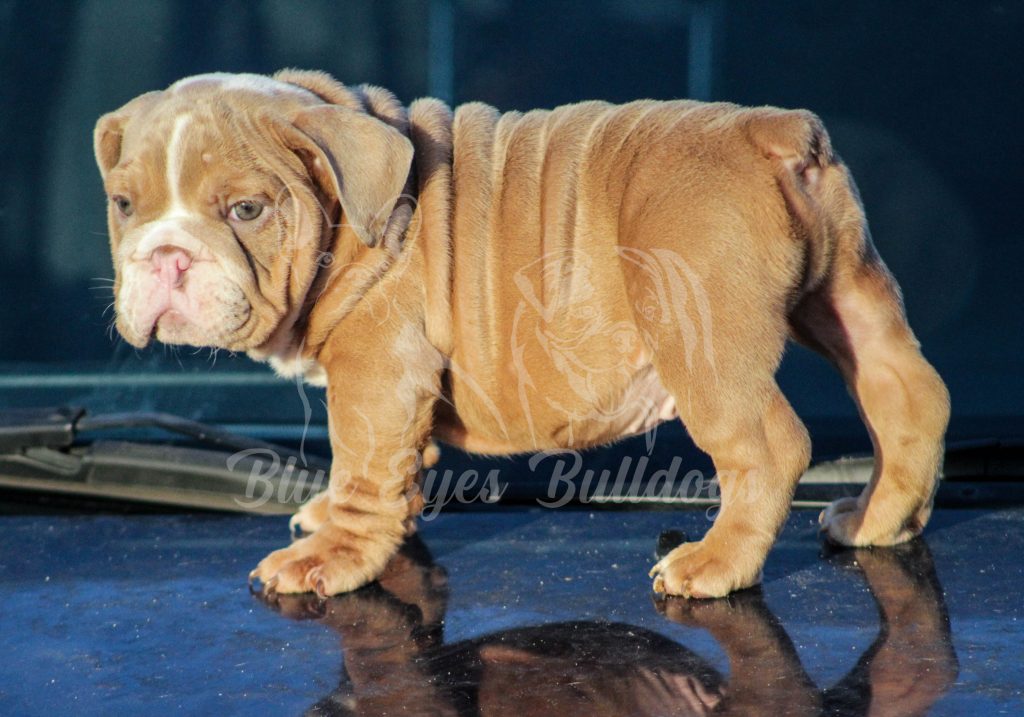 Teaching an English bulldog to be potty trained