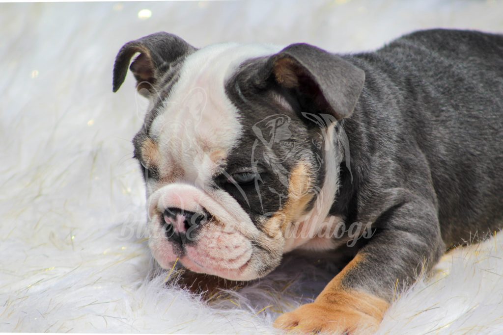 How to Care for an English Bulldog puppy?