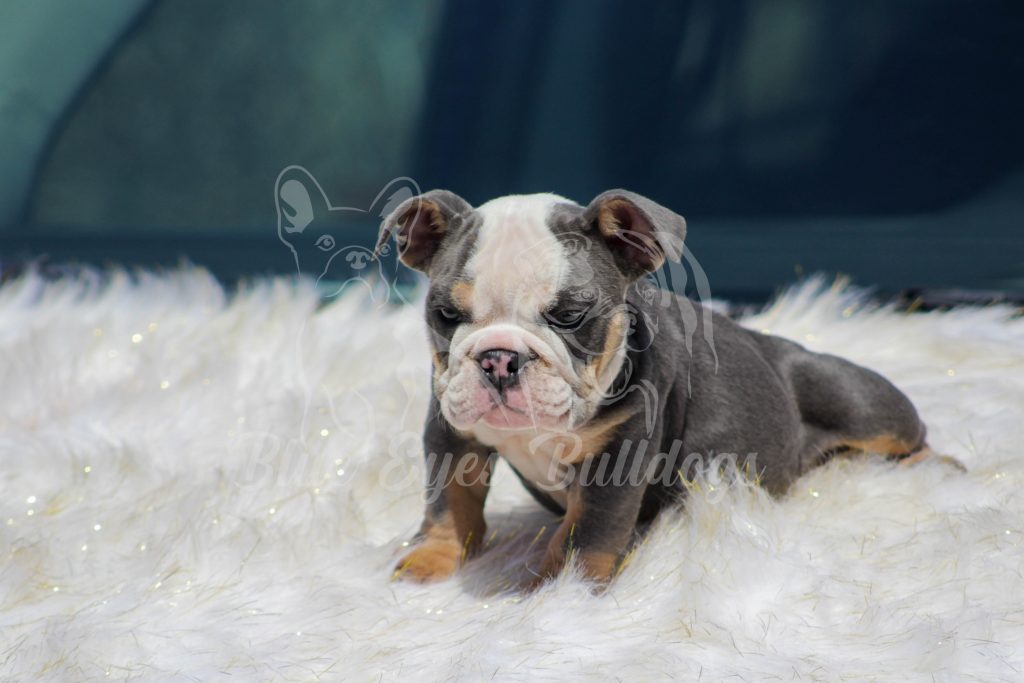 Are English bulldogs hypoallergenic? 